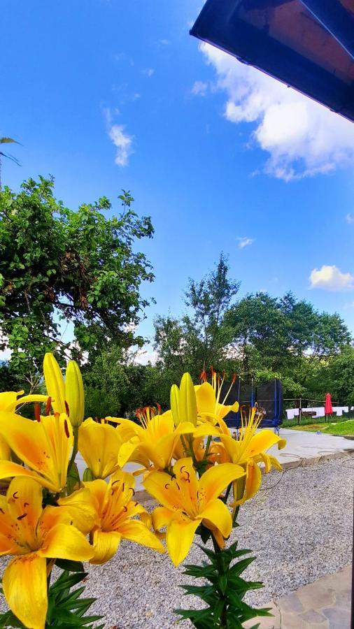 Casa Andreea Si Grigore Ursu Borsa  Kültér fotó